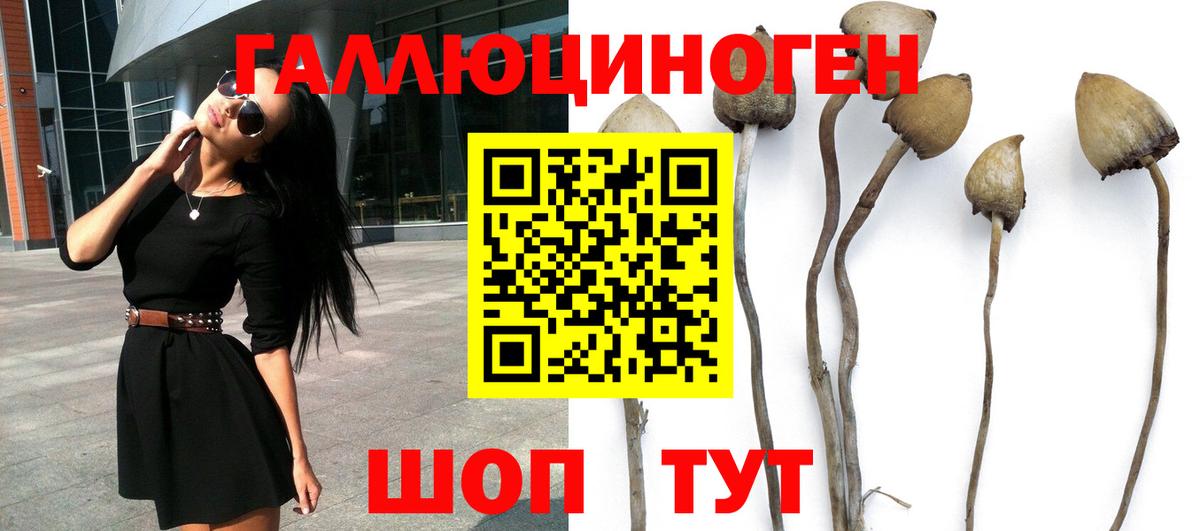 Псилоцибиновые грибы мицелий  Вход с VPN  где купить   Псилоцибиновые грибы GOLDEN TEACHER  Карасук 